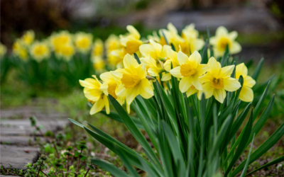 Update zum Frühlings-Run: Bullen zementieren das neue Fundament
