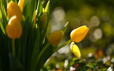 Urgewalt der Zahlen: Tech-Giganten hieven den DAX über die magische Hürde